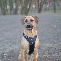 Truelove Forest Hundegeschirr