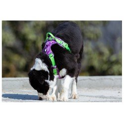 Truelove Country Plus Special Edition Tarnmuster Hundegeschirr Camouflage