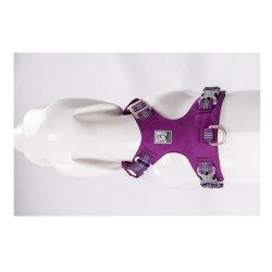 Truelove Colorado Plus + Hundegeschirr